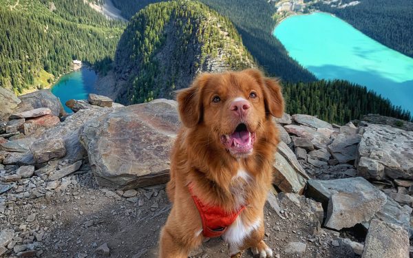 Rocky Mountain Dog : une source d’inspiration pour encourager les propriétaires de chien à explorer les grands espaces naturels