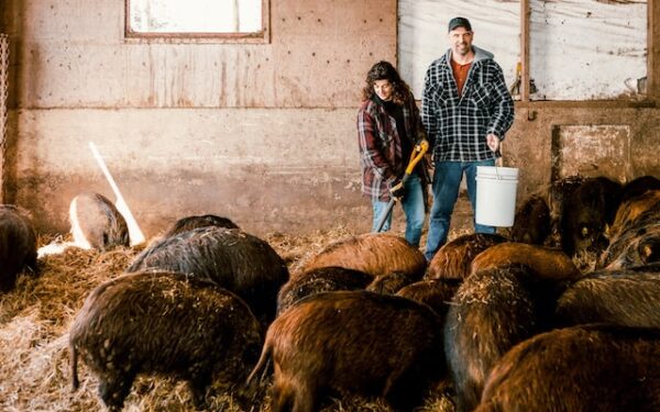 Ferme Sanglier des Bois: comment une ferme de sangliers a fait le virage ultime vers l’Internet