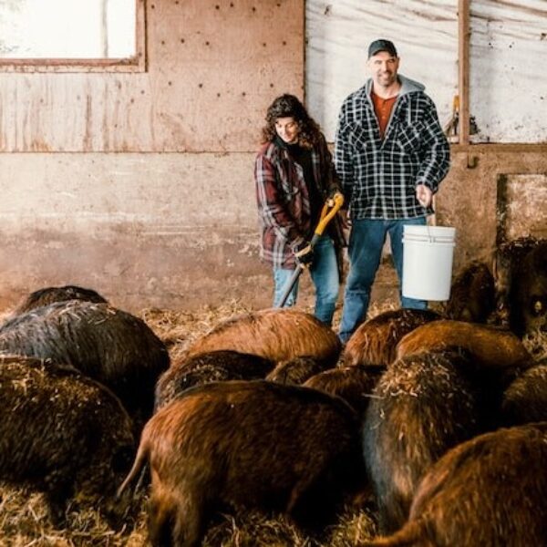 Ferme Sanglier des Bois: Creating a digital farm in pandemic times