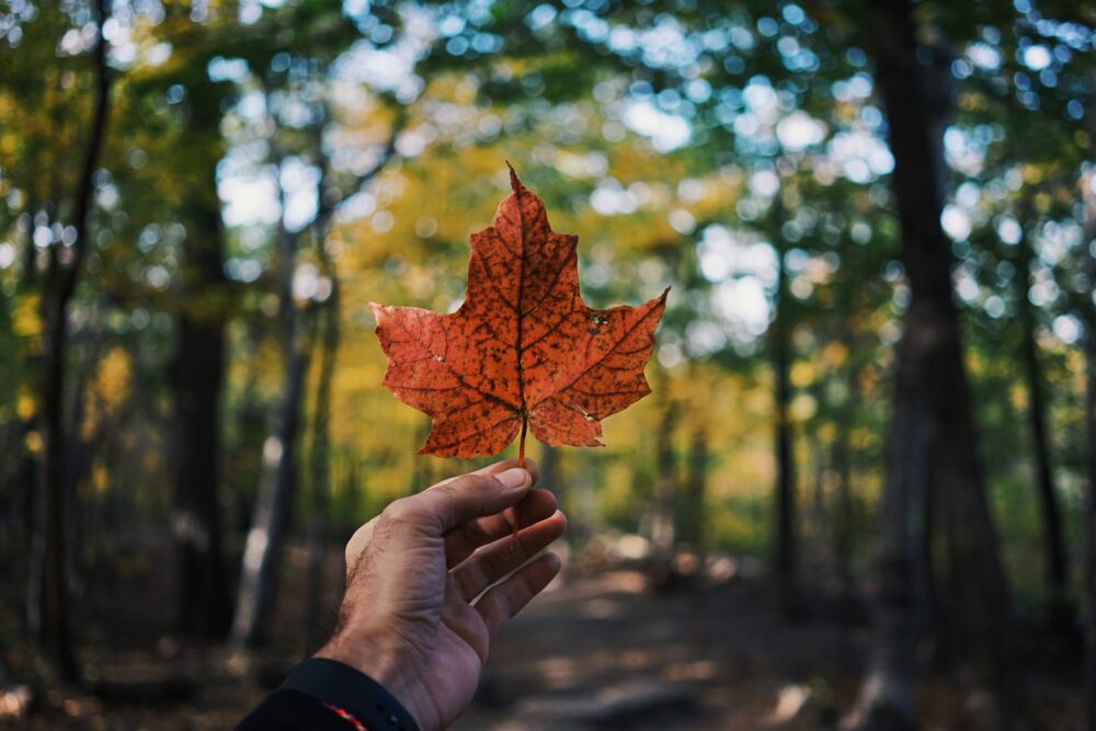 Guillaume Jaillet Eiwcd0414xq Unsplash