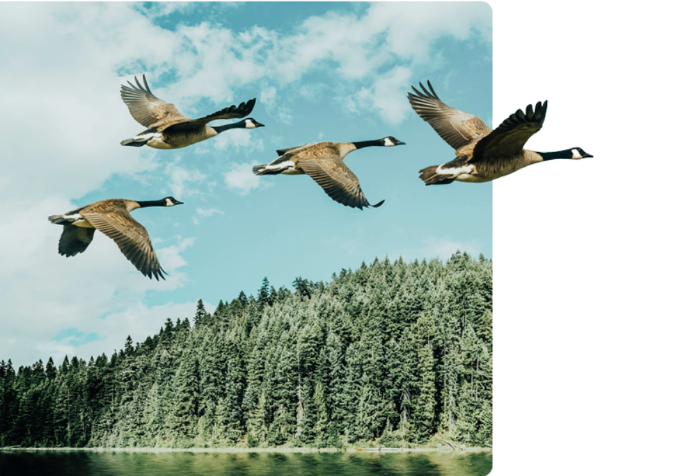 Geese Migration Bigger