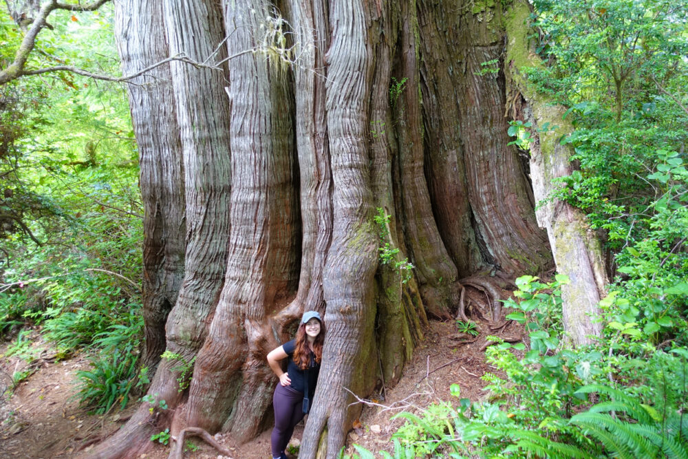the big tree trail on meares island, outside tofino, british columbia, canada