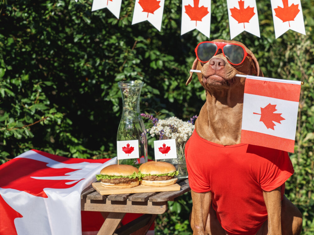 Cute dog, canadian flag and two delicious hamburgers