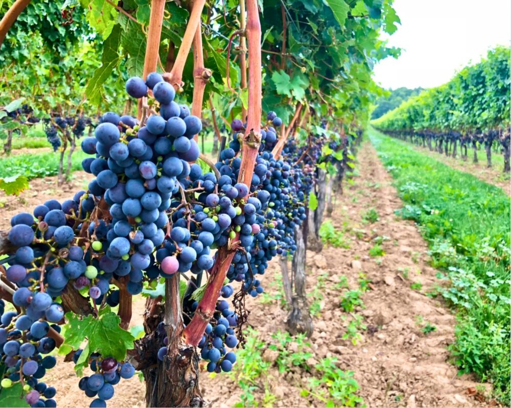 wine country, Niagara-on-the-lake